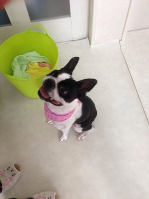 ココちゃん