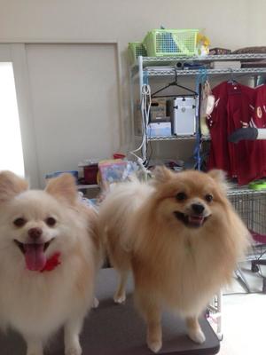 ぽんすけくん＆メルちゃん