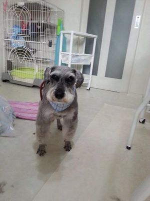 シュウクン