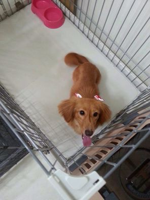 ダイヤちゃん