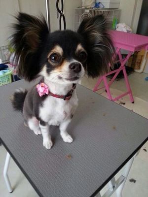 モモちゃん