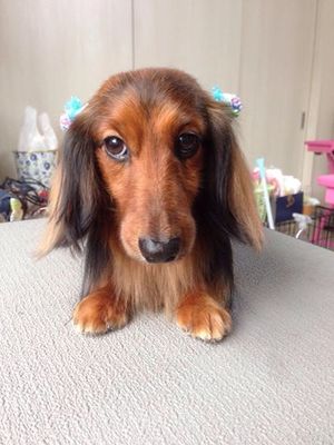 ベースくん