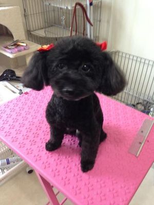 さくらちゃん