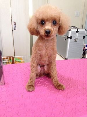クッキーくん