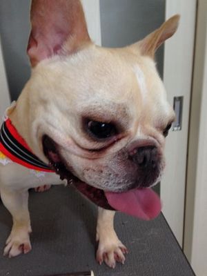 ビスケちゃん