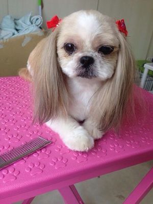 もんちゃん