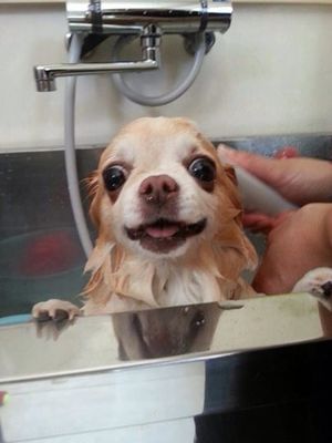 ココちゃん