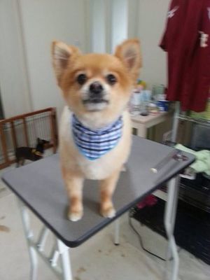ぽぽちゃん