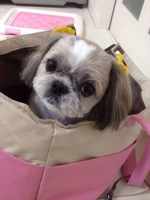 ファンファンちゃん