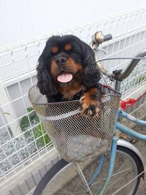 チャーリーちゃん