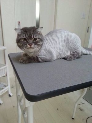 しまじろうくん