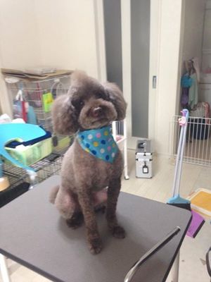 ちゃたろーくん