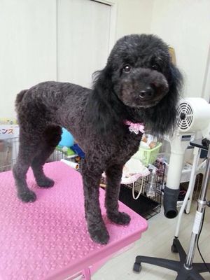 メルちゃん