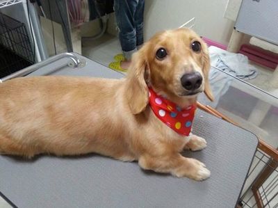 まるちゃん