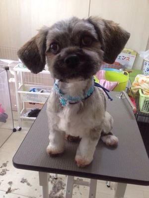 ぶん太くん