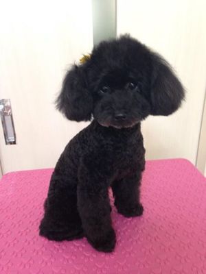 さくらちゃん