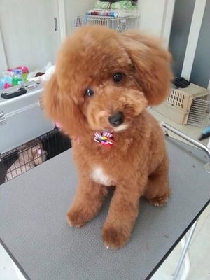 ププちゃん