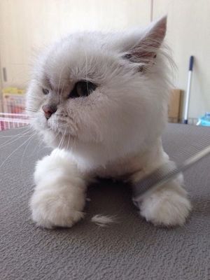 いちごちゃん