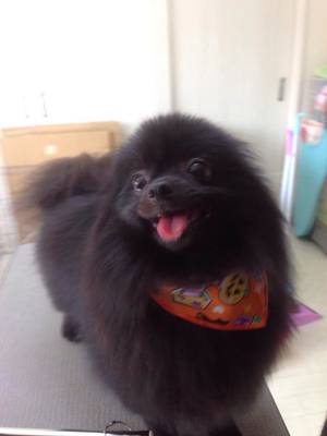 チャッピーちゃん