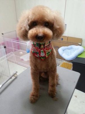 バニラくん