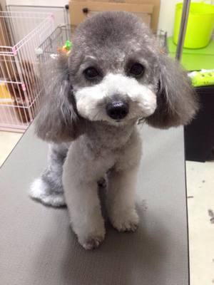 ルビィちゃん