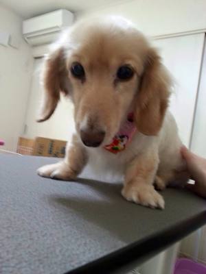 サラちゃん