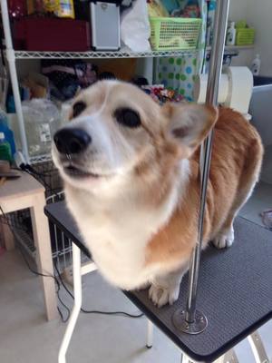 あづきちゃん