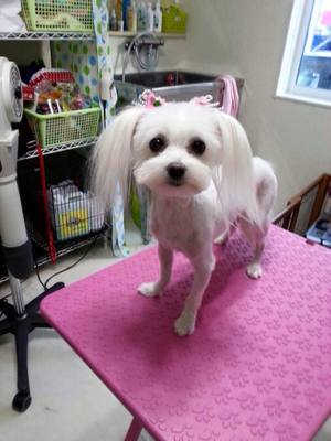 しらこちゃん