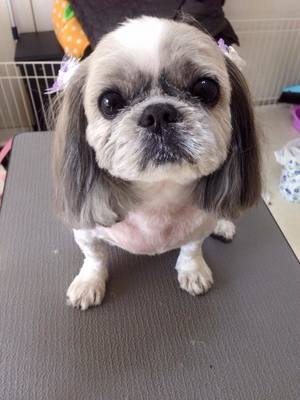 ファンファンちゃん