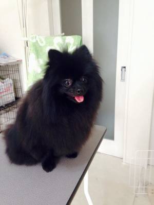 チャッピーちゃん