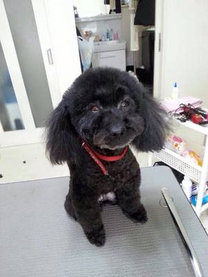 さくらちゃん