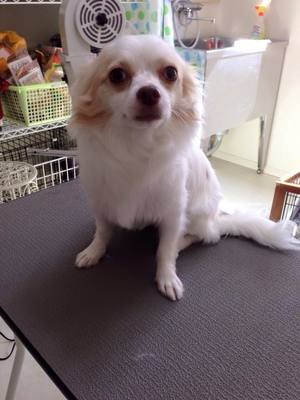 シロくん