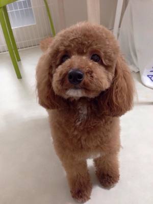 ププちゃん