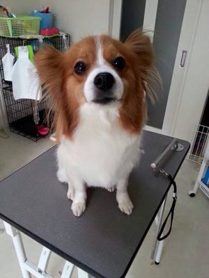 さくちゃん