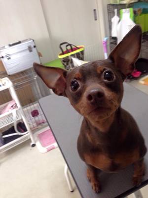 プーちゃん