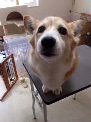 あづきちゃん