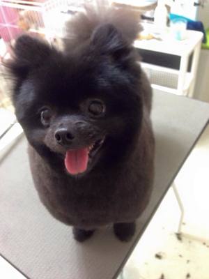 チャッピーちゃん