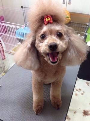 メリちゃん