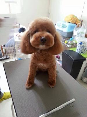 ププちゃん