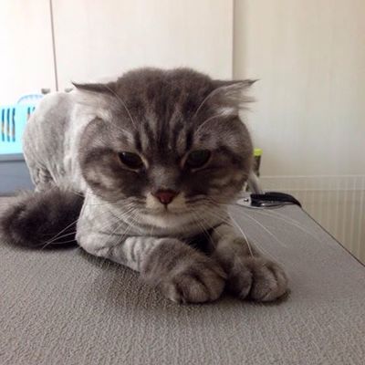 しまじろうくん