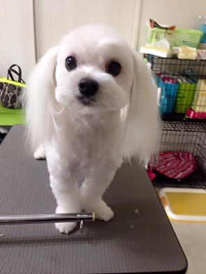 ましろちゃん