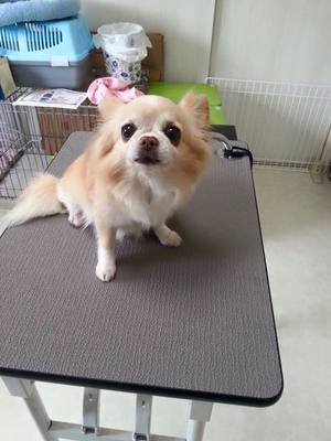 ココちゃん
