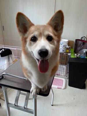 あづきちゃん