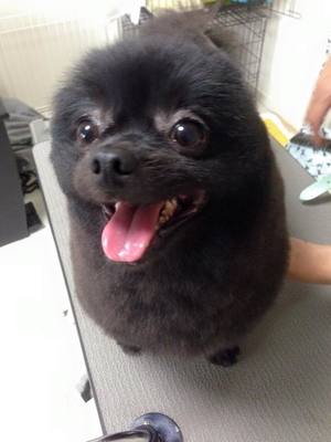 チャッピーちゃん