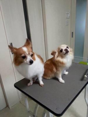 キティちゃん＆ココちゃん