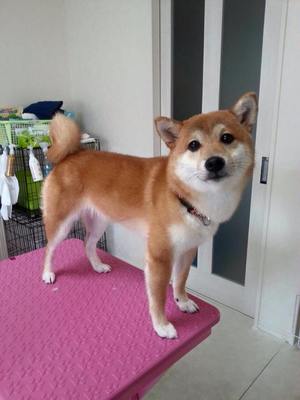 ミミちゃん