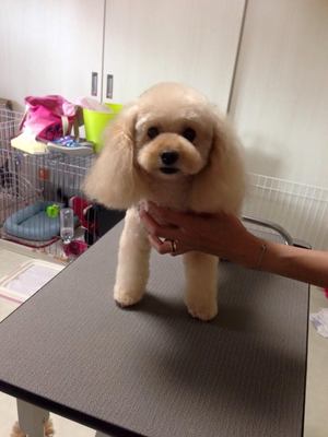 モモちゃん