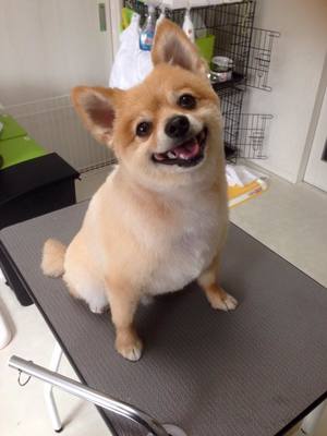 ポポちゃん