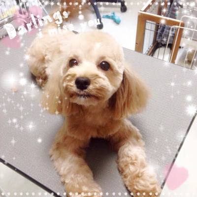 マリーちゃん