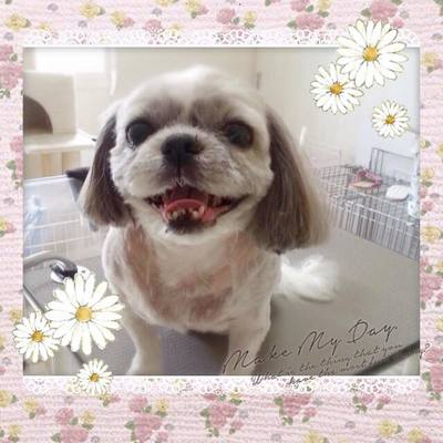 ファンファンちゃん